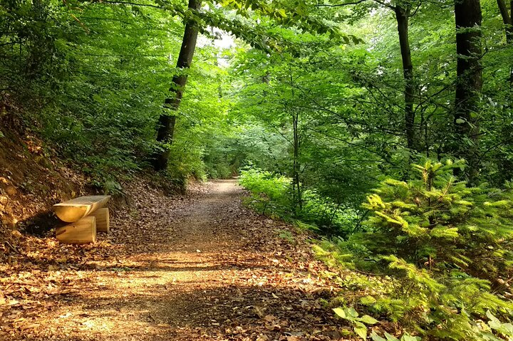 Small-group Guided Forest Walk - Photo 1 of 13